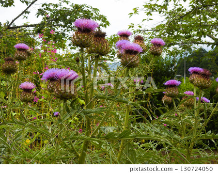 artichoke artichoke 130724050