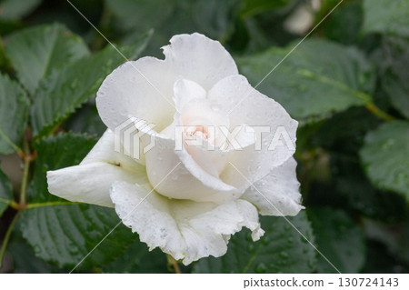 羅斯（瑪格麗特·梅里爾飾） 130724143