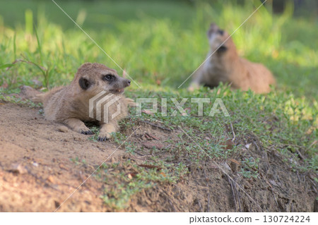 貓鼬在涼爽的地面上感覺很舒服 130724224
