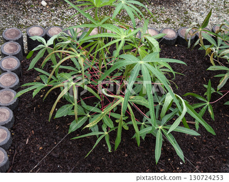 木薯 木薯 130724253