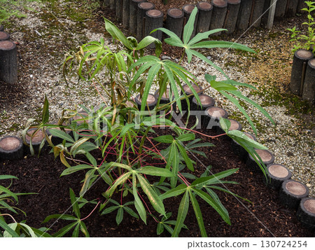 木薯 木薯 130724254