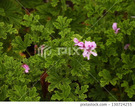 芬芳的天竺葵 130724255