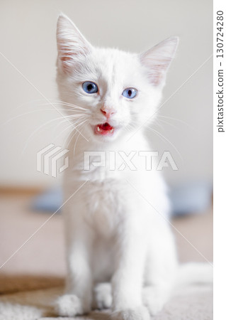 Little White Kitten With Blue Eyes Little White Kitten With Blue Eyes 130724280