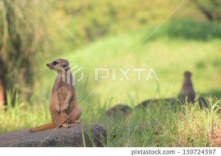 一隻警戒的貓鼬,正朝著聲音的來源望去 一隻警戒的貓鼬,正朝著聲音的來源望去 130724397