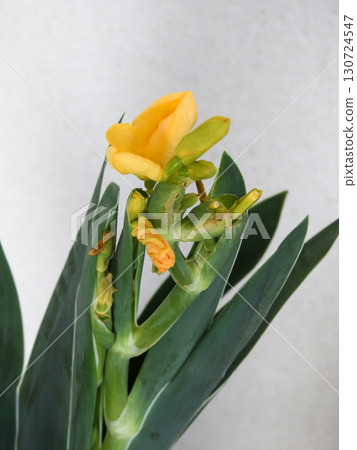 Flower of Gion Festival 130724547