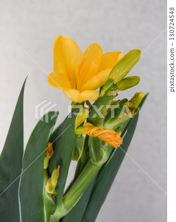 Flower of Gion Festival Flower of Gion Festival 130724548