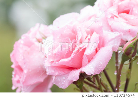 Rose (Princess Aiko) Rose (Princess Aiko) 130724574