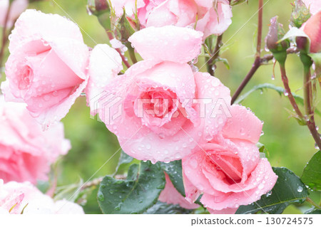 Rose (Princess Aiko) 130724575