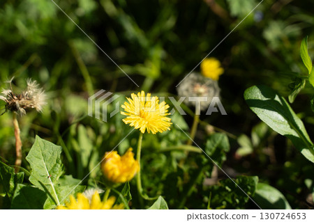 Dandelions blooming in the spring sunshine ④ 130724653