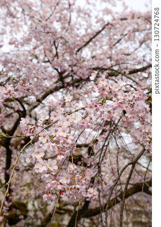 Cherry blossoms at Chiba City Museum of History (Chiba Castle) 130724768