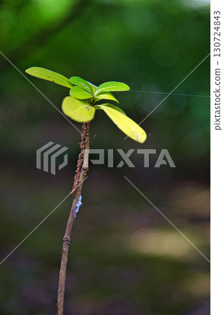 Leaves shining in the summer light 130724843