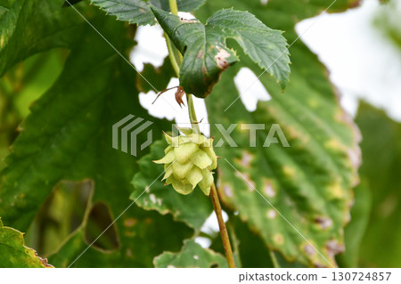 啤酒花：啤酒原料 130724857