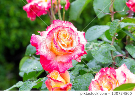 Rose (Pure Poetry) Rose (Pure Poetry) 130724860