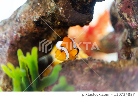 從岩石後探出頭來的小丑魚② 從岩石後探出頭來的小丑魚② 130724887