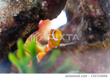 從岩石後探出頭來的小丑魚③ 從岩石後探出頭來的小丑魚③ 130724888