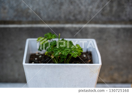 Fresh parsley in a white pot 130725168