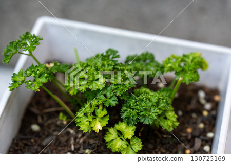 Fresh parsley in a white pot 130725169