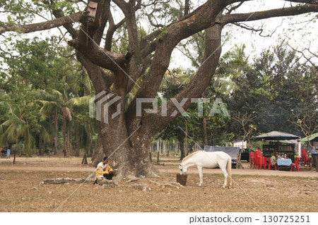 在柬埔寨的景觀 130725251