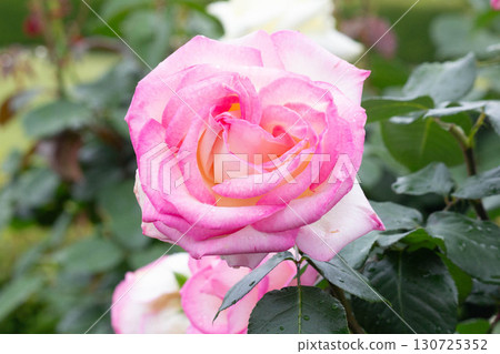 Roses (Princess de Monaco) 130725352