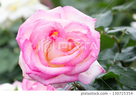 Roses (Princess de Monaco) 130725354