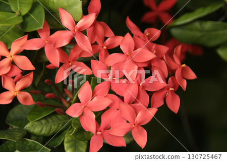 Guam_Tropical flowers 130725467