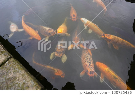 優雅的游泳鯉魚 130725486