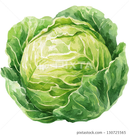 Watercolor cabbage illustration, vegetable material, PNG cutout 130725565