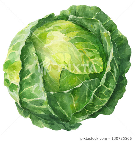 Watercolor cabbage illustration, vegetable material, PNG cutout Watercolor cabbage illustration, vegetable material, PNG cutout 130725566