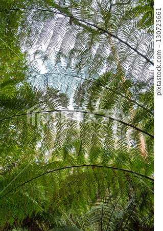 Hiking trail in forest along Cumberland River to Kalimna Falls, Great Ocean Road, Australia Hiking trail in forest along Cumberland River to Kalimna Falls, Great Ocean Road, Australia 130725661