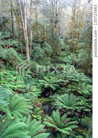 Lush ferns and eucalyptus trees in Great Otway National Park, Victoria, Australia Lush ferns and eucalyptus trees in Great Otway National Park, Victoria, Australia 130725663