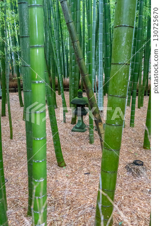 Bamboo forest at Hokoku-ji Shrine in Kamakura, Japan 130725670
