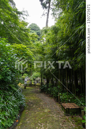 Bamboo forest path at Jochi-ji Temple in Kamakura, Japan 130725671