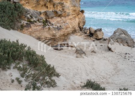 Sea lions resting on sandy beach at Seal Bay, Kangaroo Island, Australia 130725676