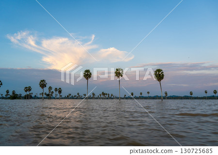 Borassus palms at sunset on Lake Tempe, Sulawesi, Indonesia 130725685