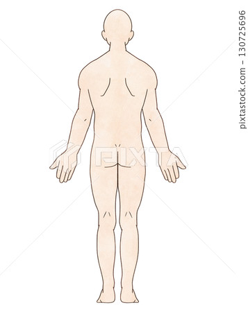 Anatomical upright male back watercolor style Anatomical upright male back watercolor style 130725696