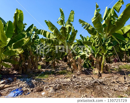 Banana tree with bunch of unripe bananas. Banana plantation with blue sky on sunny day. Banana tree with bunch of unripe bananas. Banana plantation with blue sky on sunny day. 130725729