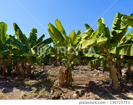 Banana tree with bunch of unripe bananas. Banana plantation with blue sky on sunny day. 130725733