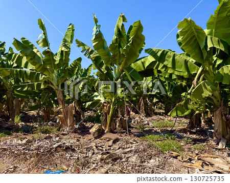 Banana tree with bunch of unripe bananas. Banana plantation with blue sky on sunny day. 130725735