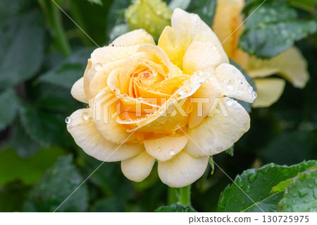 Rose (Honey Bouquet) Rose (Honey Bouquet) 130725975