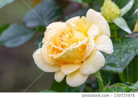 玫瑰（蜂蜜花束） 130725978