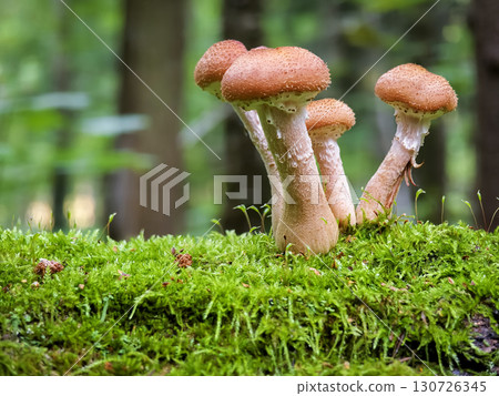 Honey mushrooms growing on a mossy log in a serene forest during 130726345