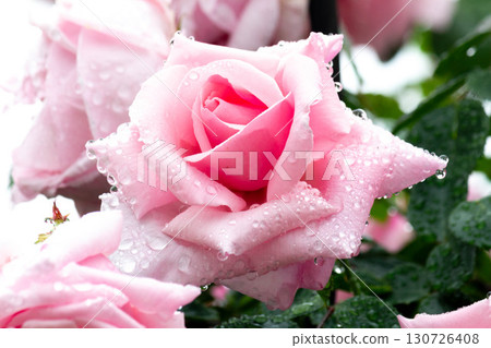 Rose Rose 130726408