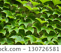 Green Virginia Creeper Leaves on a Wall 130726581