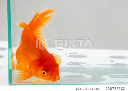 Oranda goldfish in aquarium fish tank close up 130726582