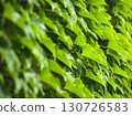 Green Virginia Creeper Leaves 130726583