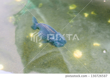 Goldfish in aquarium fish pond close up Goldfish in aquarium fish pond close up 130726587