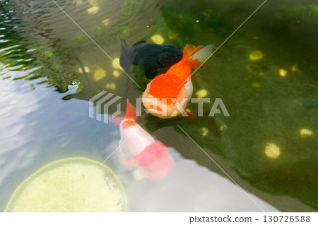 Goldfish in aquarium fish pond close up 130726588