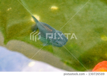 Goldfish in aquarium fish pond close up 130726589