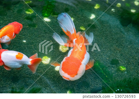 Goldfish in aquarium fish pond close up Goldfish in aquarium fish pond close up 130726593