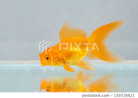 Oranda goldfish in aquarium fish tank close up 130726621